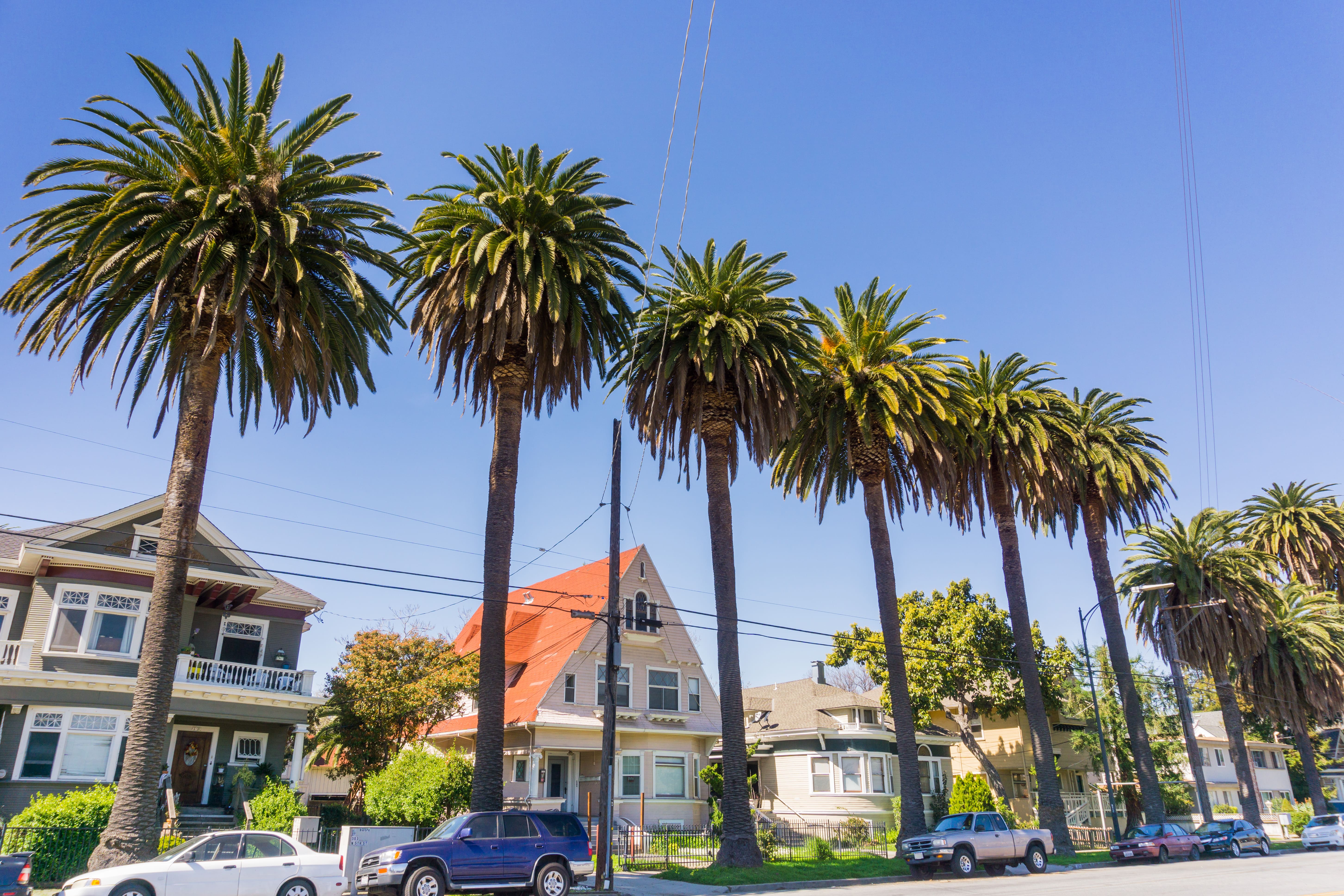 An image of palm trees in front of houses in the city